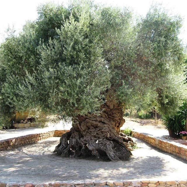 عمرها أكثر من 3000 عام وما زالت تثمر.. قصة أقدم شجرة زيتون في العالم باليونان