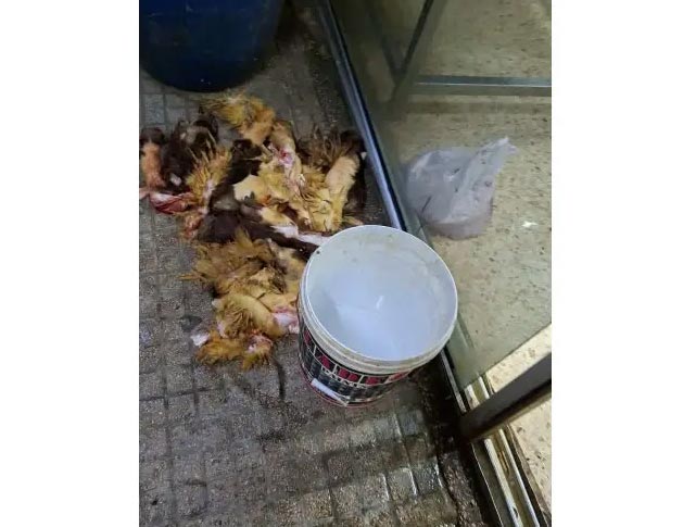 بلدية بيروت أقفلت مسلخًا في وطى المصيطبة لمخالفته الشروط الصحية والقانونية